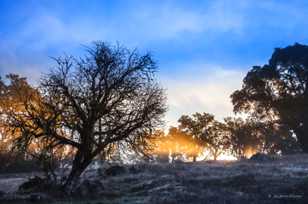 Frosty Morning-4870.jpg Frosty Morning-4870.jpg
